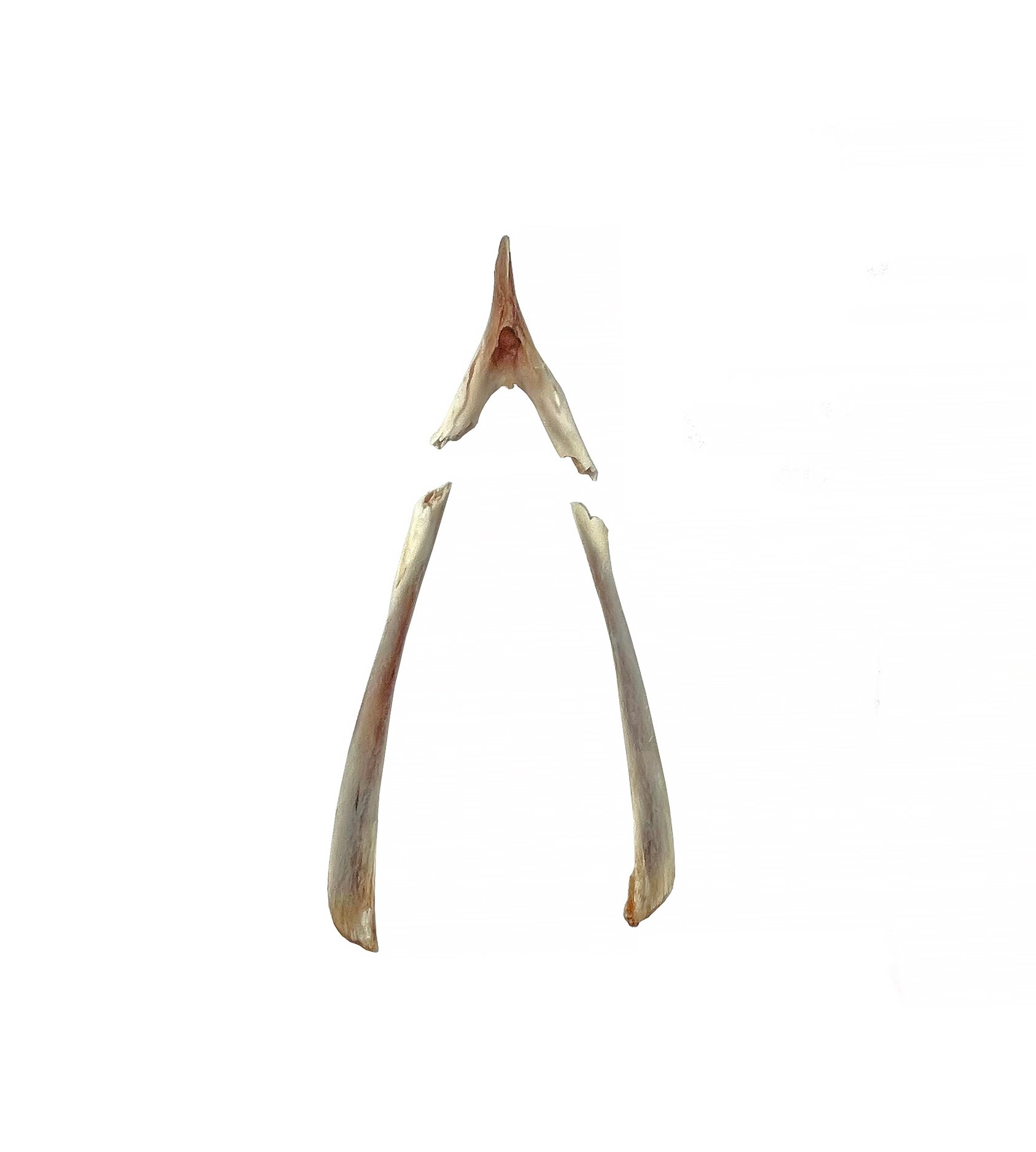 wishbone_B_IMG1967